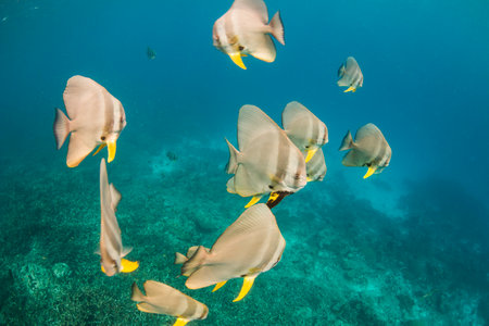 Longfin batfish at Surin national park in Thailandの写真素材