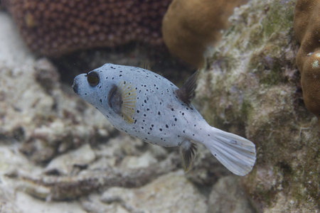 Blackspotted puffer at Surin national park in Thailand