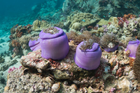 Magnificent sea anemone (Heteractis magnifica) at Lipe islandの写真素材