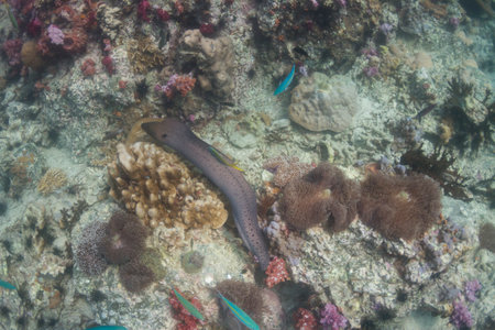 Giant moray eel(Gymnothorax javanicus) at Lipe island in Thailandの写真素材