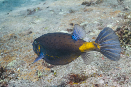 Yellow boxfish (Ostracion cubicus) at Similan national park in Thailand