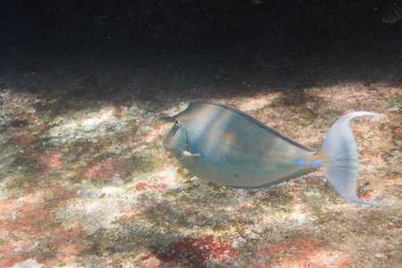 Bluespine unicornfish or short-nose unicornfish (Naso unicornis) at Similan national park in...