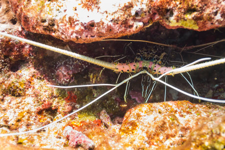 Painted spiny lobster (Panulirus versicolor) under the rock at Surin national park in Thailandの写真素材