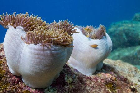 Magnificent sea anemone (Heteractis magnifica) at Surin national park in Thailandの写真素材
