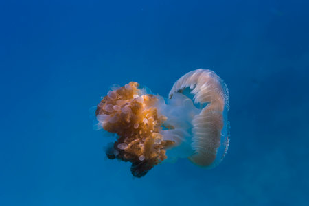 Mosaic jellyfish float in the Gulf of Thailandの写真素材