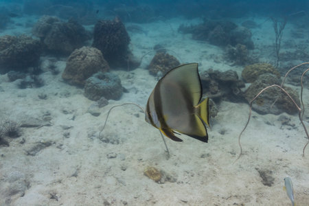Pinnate batfish (Platax pinnatus) at Koh Chang, Thailandの写真素材