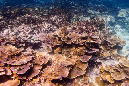 Fine spined coral (Montipora hispida) in Andaman Sea, Thailandの写真素材