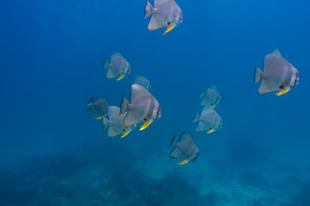 Teira batfish (Platax teira) at Surin national park in Thailandの写真素材