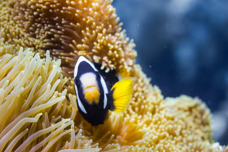 Clark's anemonefish (Amphiprion clarkii) at Surin national park, Thailandの写真素材