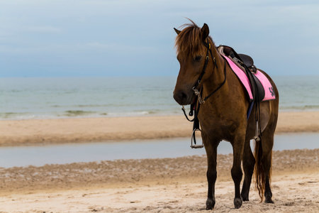 Brown horse on the beach, Thailandの写真素材