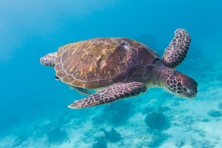 Green Turtle (Chelonia mydas) swimming at Similan island, Thailandの写真素材