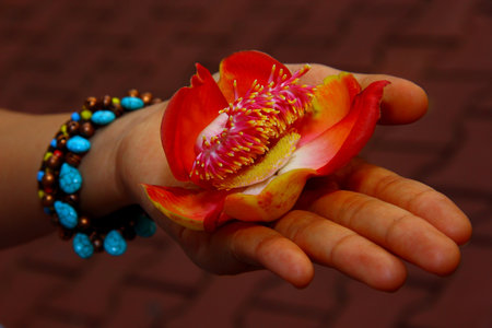 Flower in hand at Wat Thieng Phiomolmuk Thailandの写真素材