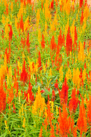 Colorful Flower Fieldの写真素材