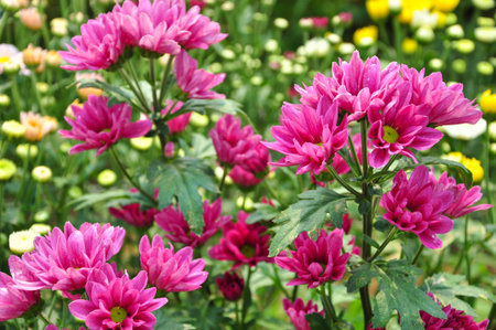 Margenta Flowerの写真素材