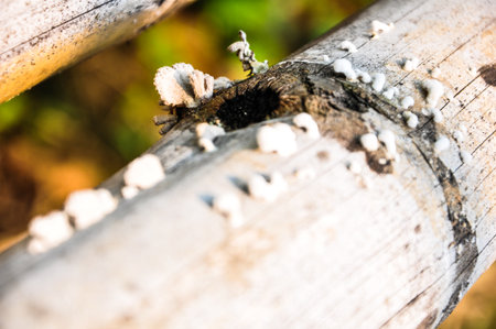 Mushroom on Bambooの写真素材