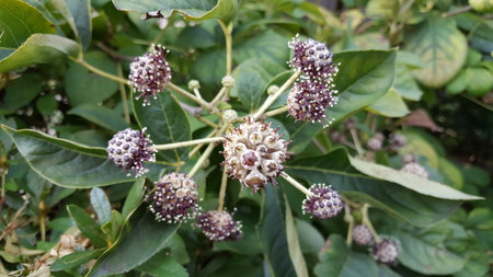 Name Unknown Plant