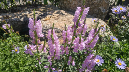 Pink flowersの写真素材