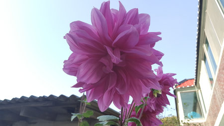 Clean flowers blooming in the villageのeditorial素材