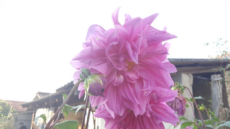 Clean flowers blooming in the villageのeditorial素材