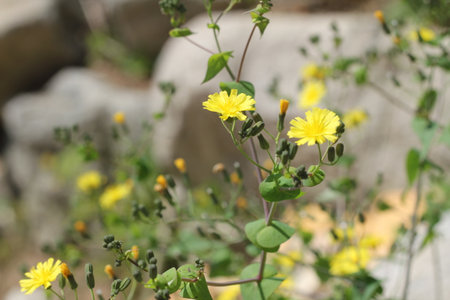 Beautiful, various flower shapes