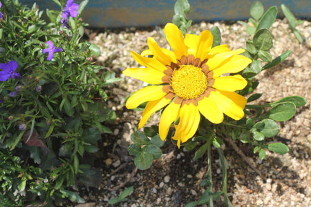 Beautiful, various flower shapesの写真素材