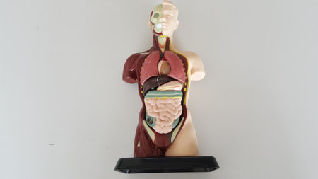 Human anatomical model