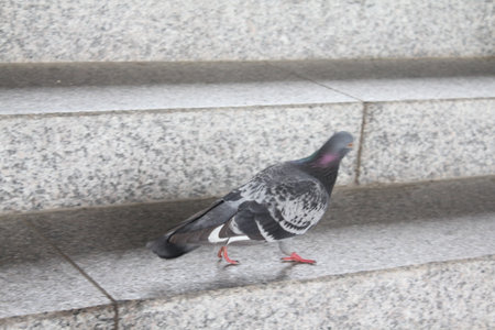 A pigeon living in the cityの写真素材