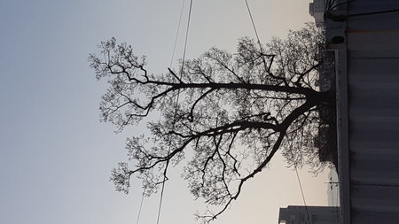 Cool tree background.
