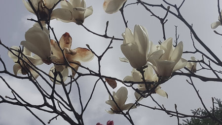 Pretty flowers background.の写真素材