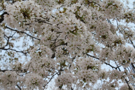 beautiful spring flowersの写真素材