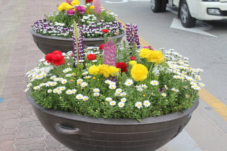 beautiful spring flowersの写真素材