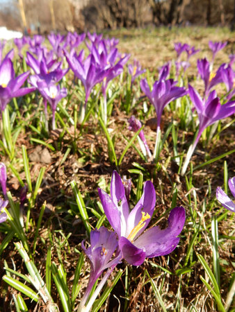 tender spring purple crocuses among grass on a blurred background