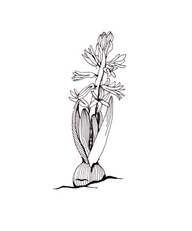 linear graphic black and white drawing blooming hyacinths with bulbs on a white backgroundの写真素材