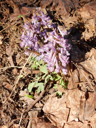 Tender spring lilac flowers of Corydalis on a blurry background of spring forestの写真素材