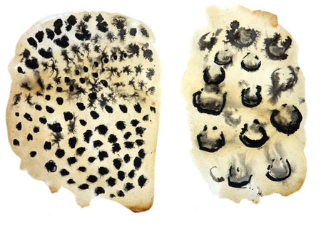 a set of watercolor patterns for coloring the skins of big cats on white backgroundの写真素材