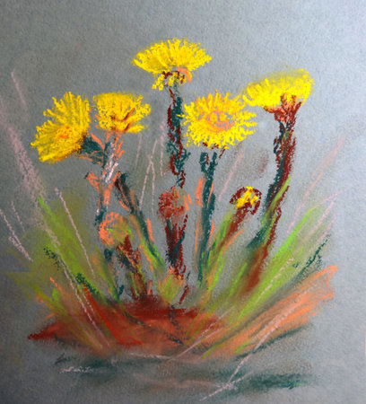 color pastel drawing yellow spring coltsfoot flowers on gray backgroundの写真素材