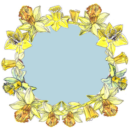 drawn wreath of watercolor tender spring yellow daffodils on a white background with a light blue middleの写真素材