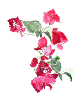 Watercolor bright blooming bougainvillea branch magenta colors on a white backgroundの写真素材