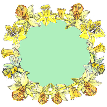 drawn wreath of watercolor tender spring yellow daffodils on a white background with a light green middleの写真素材
