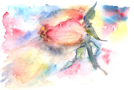 delicate watercolor fading pink rose on blurry abstract multicolor backgroundの写真素材