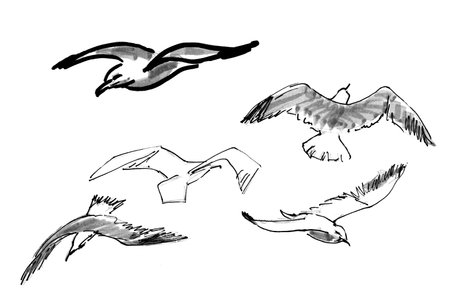 graphic black and white drawing flying seagulls on a white background in different anglesの写真素材