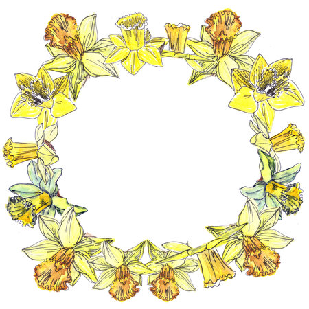 drawn wreath of watercolor tender spring yellow daffodils on a white backgroundの写真素材