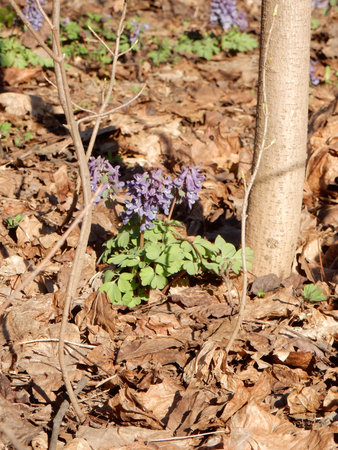 Tender spring lilac flowers of Corydalis on a blurry background of spring forestの写真素材
