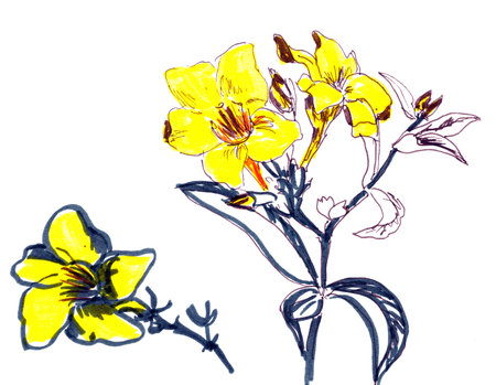 graphic linear drawing bright yellow tropical flowers on a white backgroundの写真素材