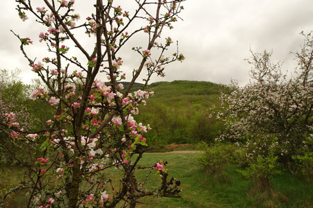 gentle pink flowering apple trees on a blurred background of green hillsの写真素材