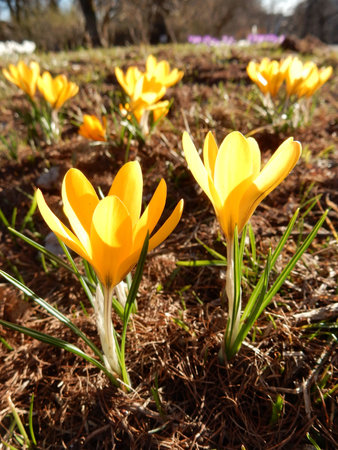 tender spring yellow crocuses among grass on blurry background of spring parkの写真素材