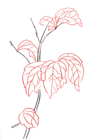 graphic linear drawing of a branch with leaves on white backgroundの写真素材