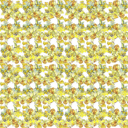 seamless pattern of tender spring flowers of yellow daffodils on a white backgroundの写真素材