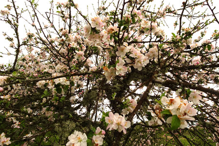 gentle pink flowering apple trees in the mountains on blurry backgroundの写真素材