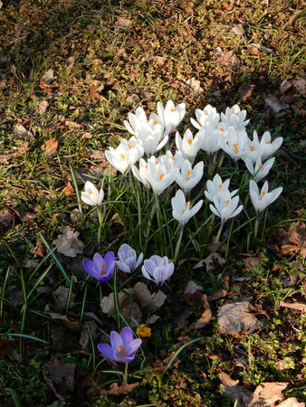 tender spring multicolored crocuses among grass on blurry background of spring gardenの写真素材